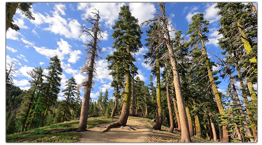 tall trees on the hike up to sierra buttes lookout tower