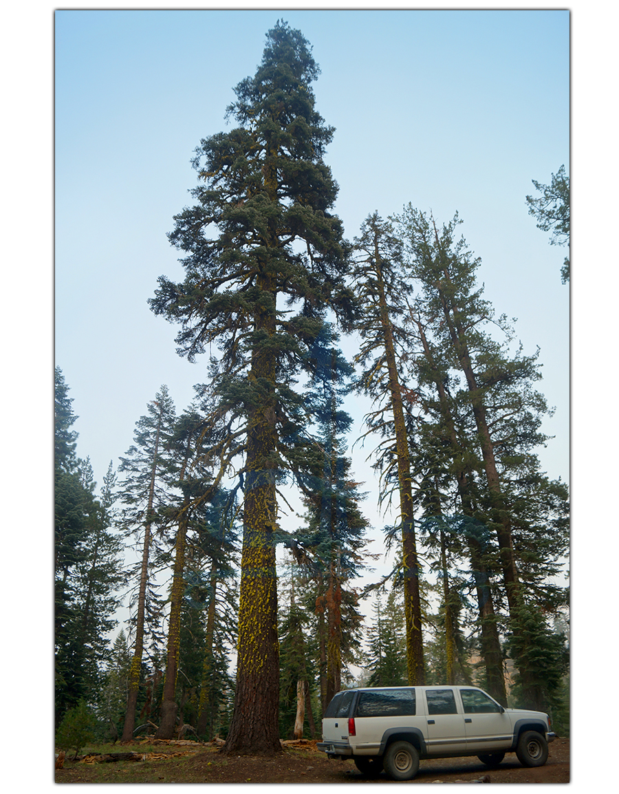 tall trees near our camp site 