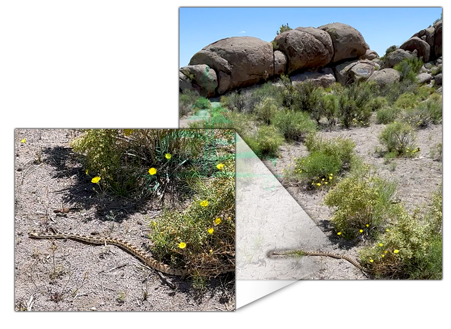 snake in nevada