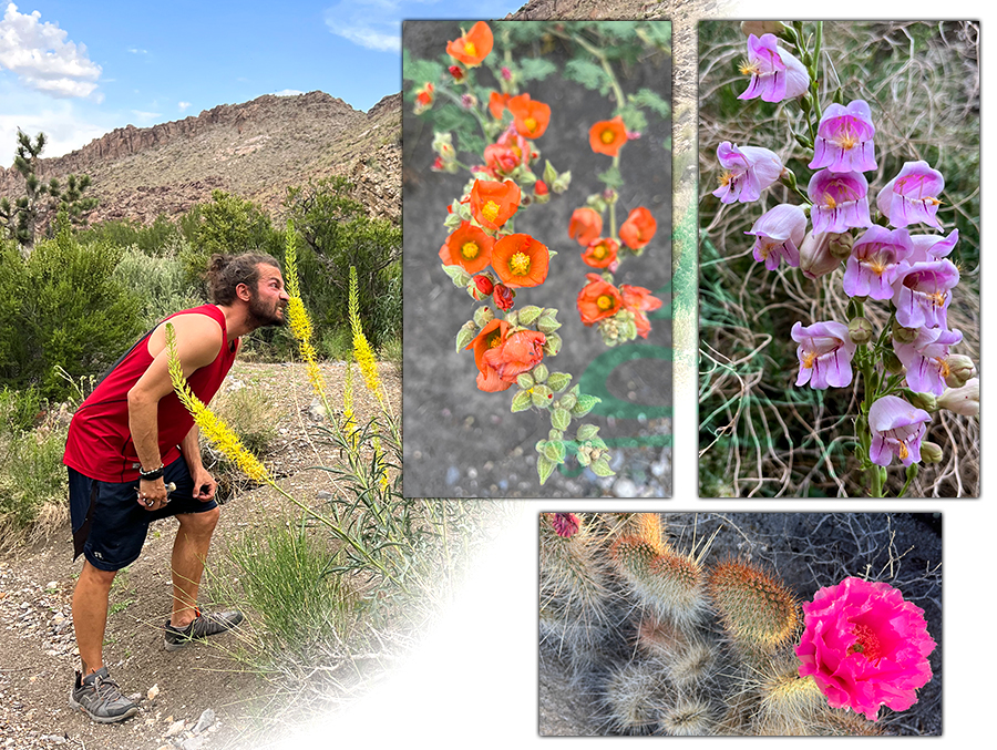 desert flowers in nevada