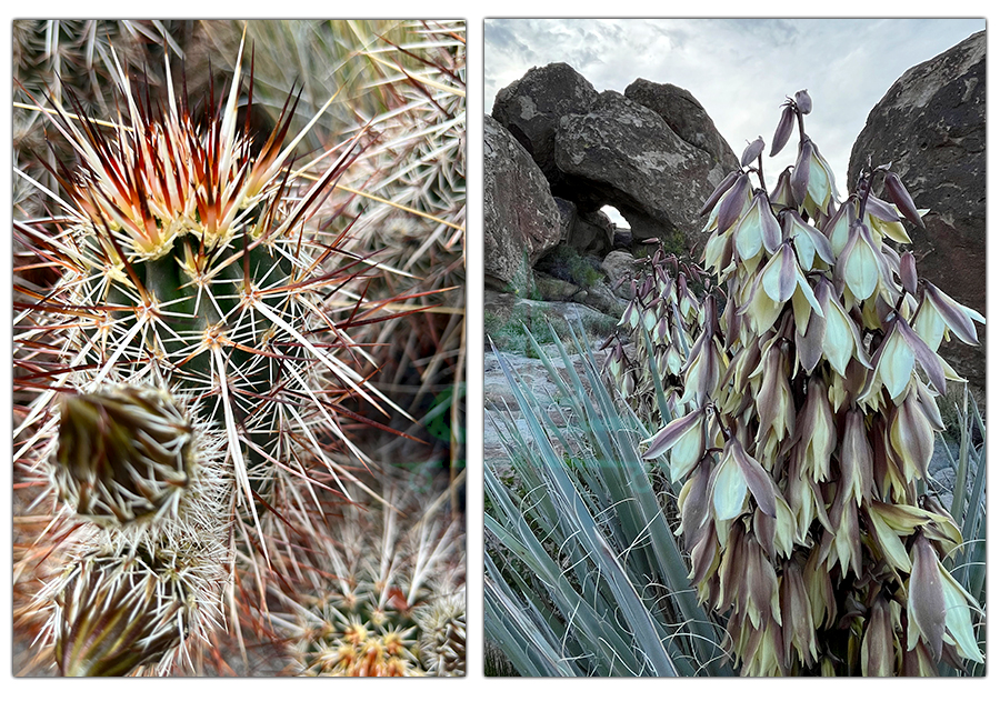 desert plants