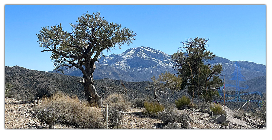 bristlecone trees and snowy mountain in the distance