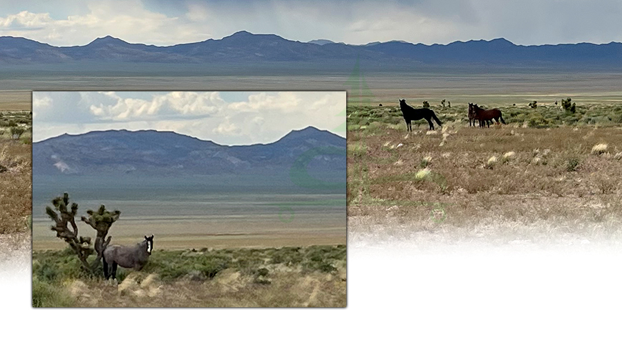 wild horses while camping at chief mountain west