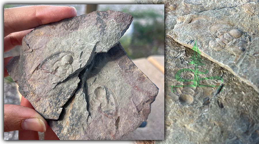 trilobite specimens from oak springs trilobite fossil site in nevada