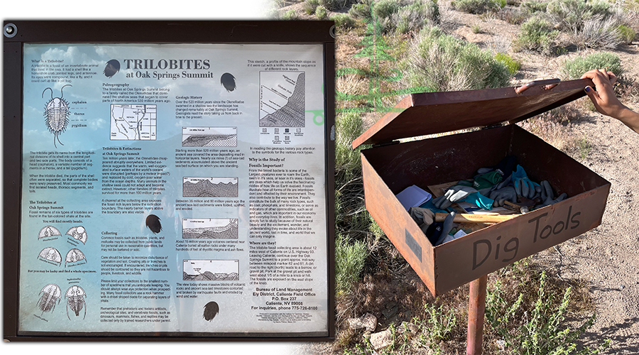 oak springs trilobite site in nevada