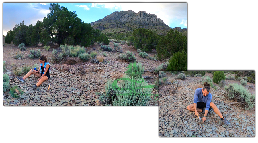 digging for fossils in nevada