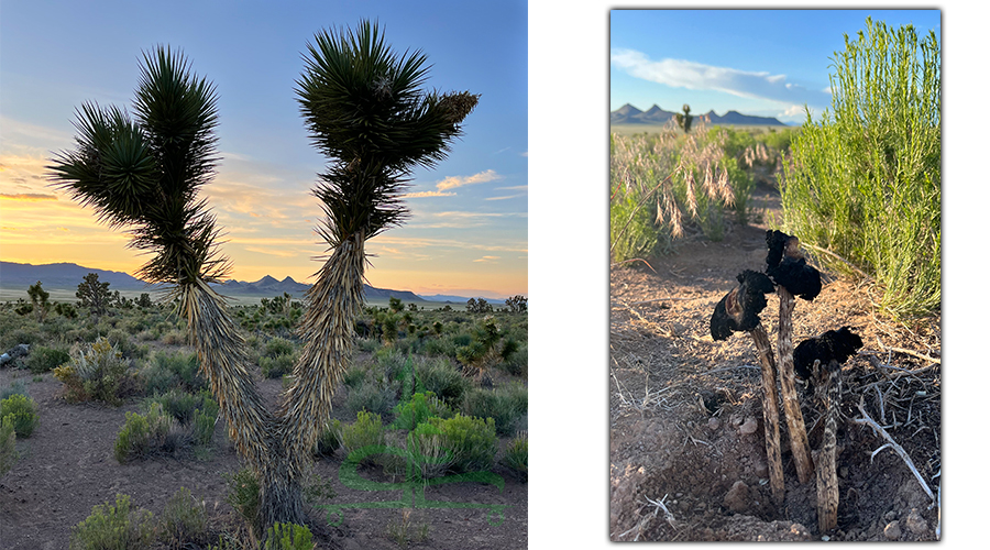 joshua trees and mushrooms 