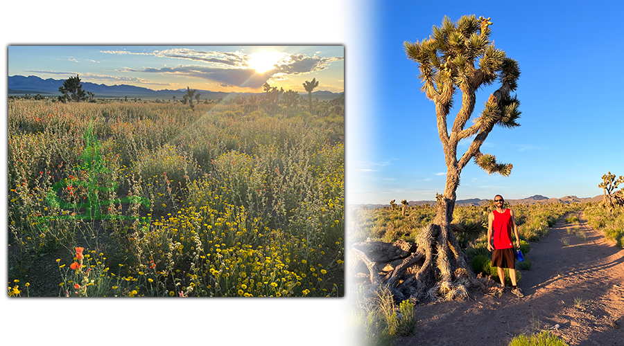 exploring the joshua tree forest in nevada